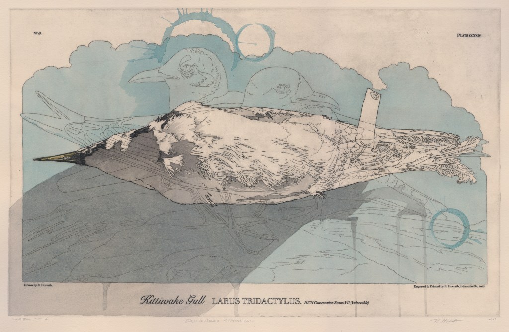 Birds of America: Kittiwake Gull